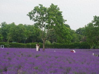 上海面积最大薰衣草花海开了！更多度假体验都在这里