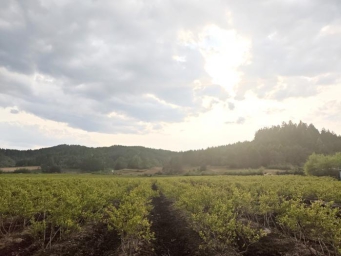 吉林通化蓝莓产业铺就“绿富同兴”新路