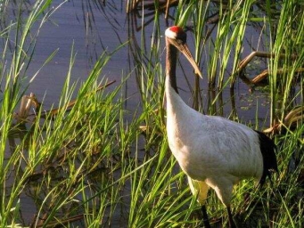 野生丹顶鹤“带娃”忙